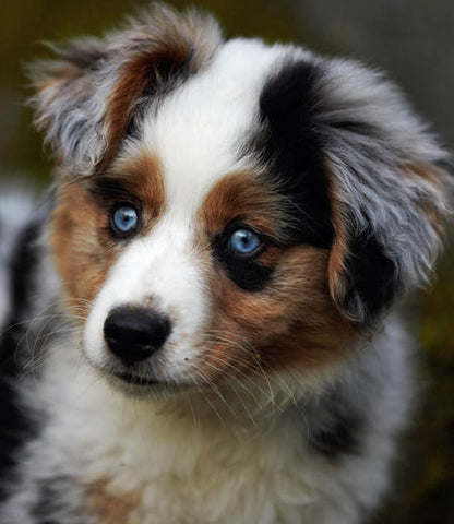 Australian Shepherd